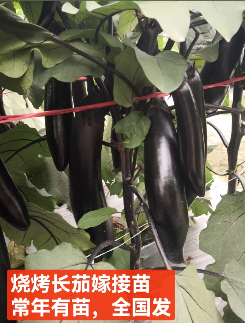 紫把长茄嫁接苗绿把长茄烧烤茄绿冠线茄大量现苗供应包技术