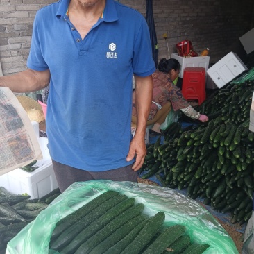 贵州安顺气侯宜人农作物长势良好，特别是黄瓜味好耐运输