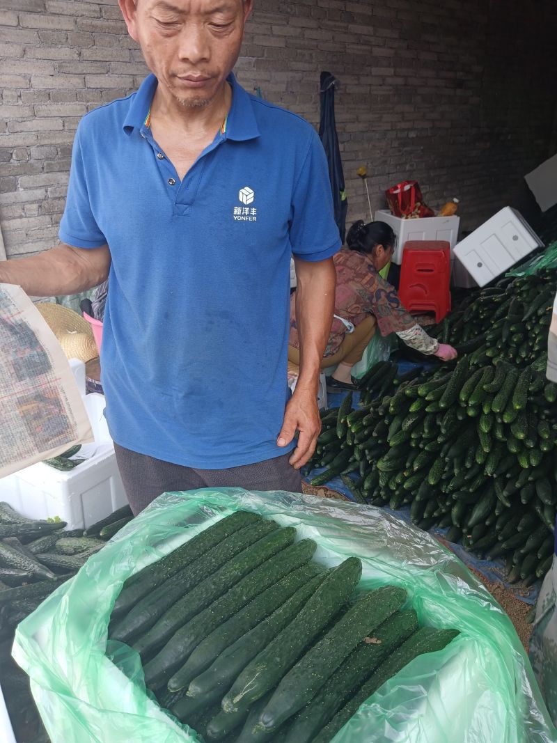 贵州安顺气侯宜人农作物长势良好，特别是黄瓜味好耐运输