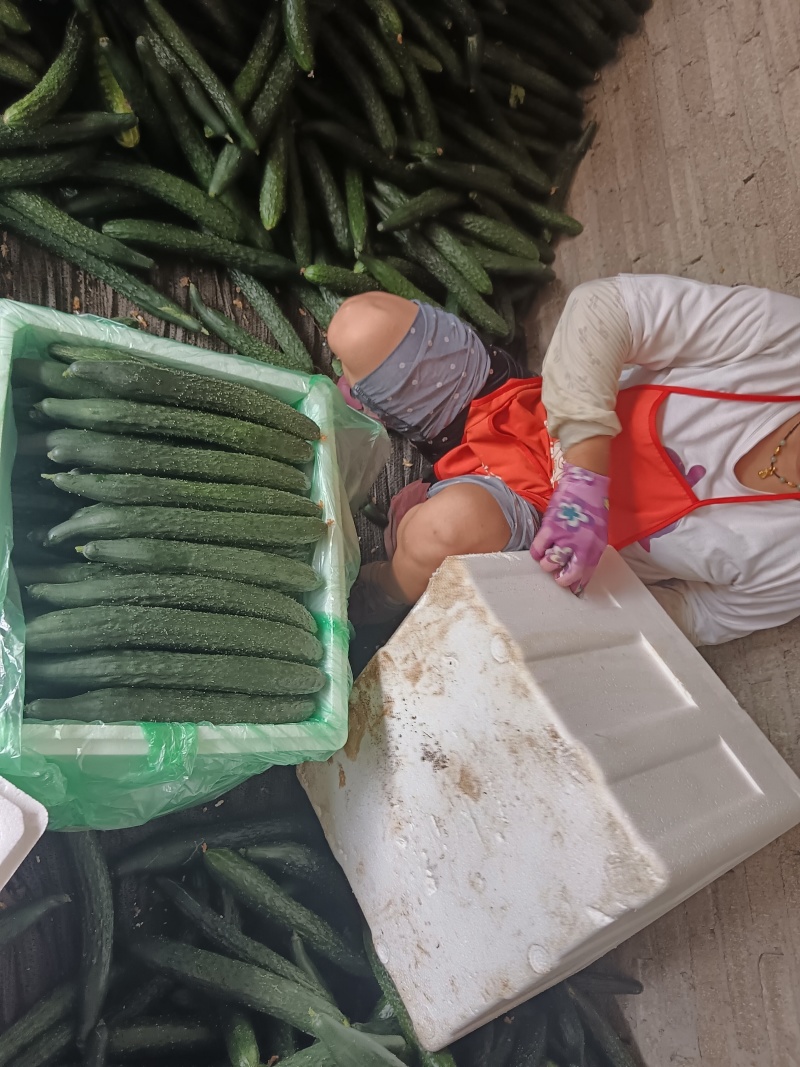贵州安顺气侯宜人农作物长势良好，特别是黄瓜味好耐运输