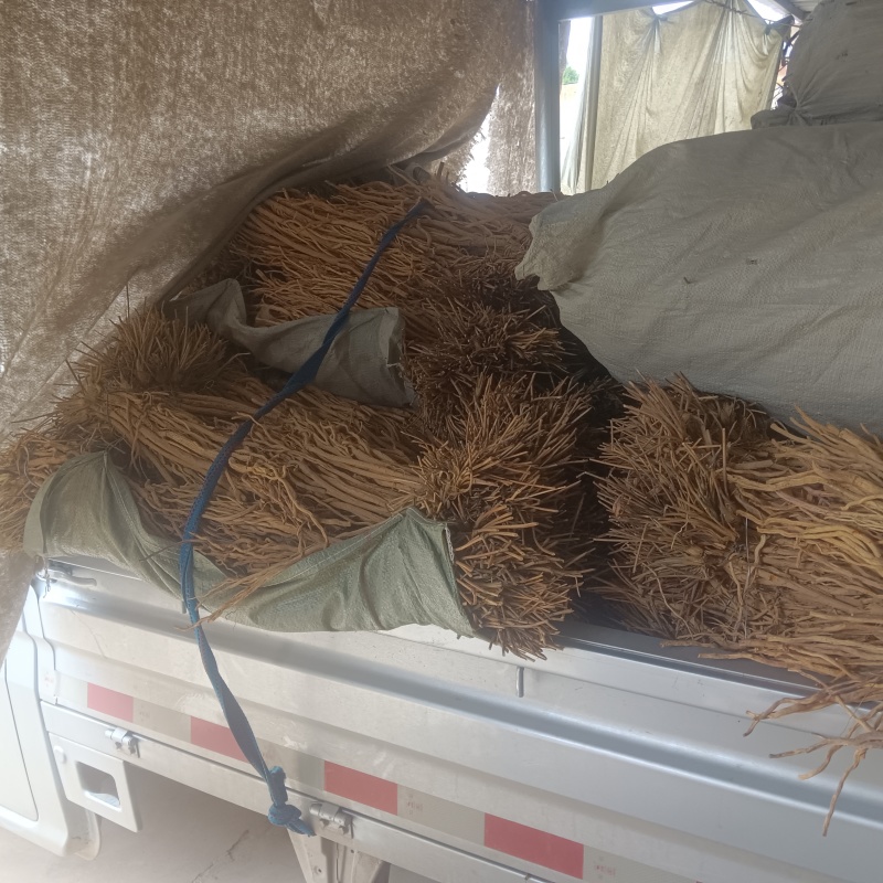 防风精品去头不去尾产地直发价格实惠