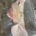 母猪猪头