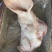 母猪猪头