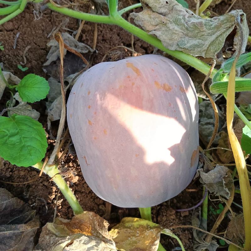 （陕西南瓜）汉中枕头南瓜坡地南瓜、板栗南瓜欢迎来电