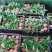 贵州瓮安苹果桃