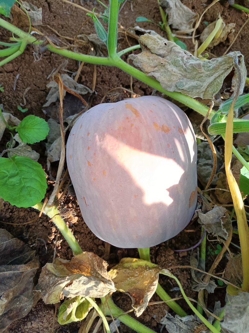 （陕西南瓜）汉中枕头南瓜坡地南瓜、板栗南瓜欢迎来电