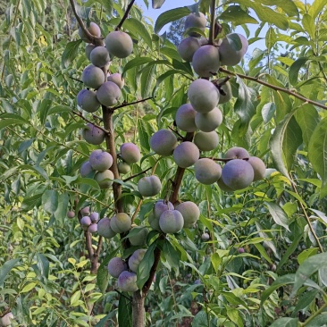 半边红李子量大货足