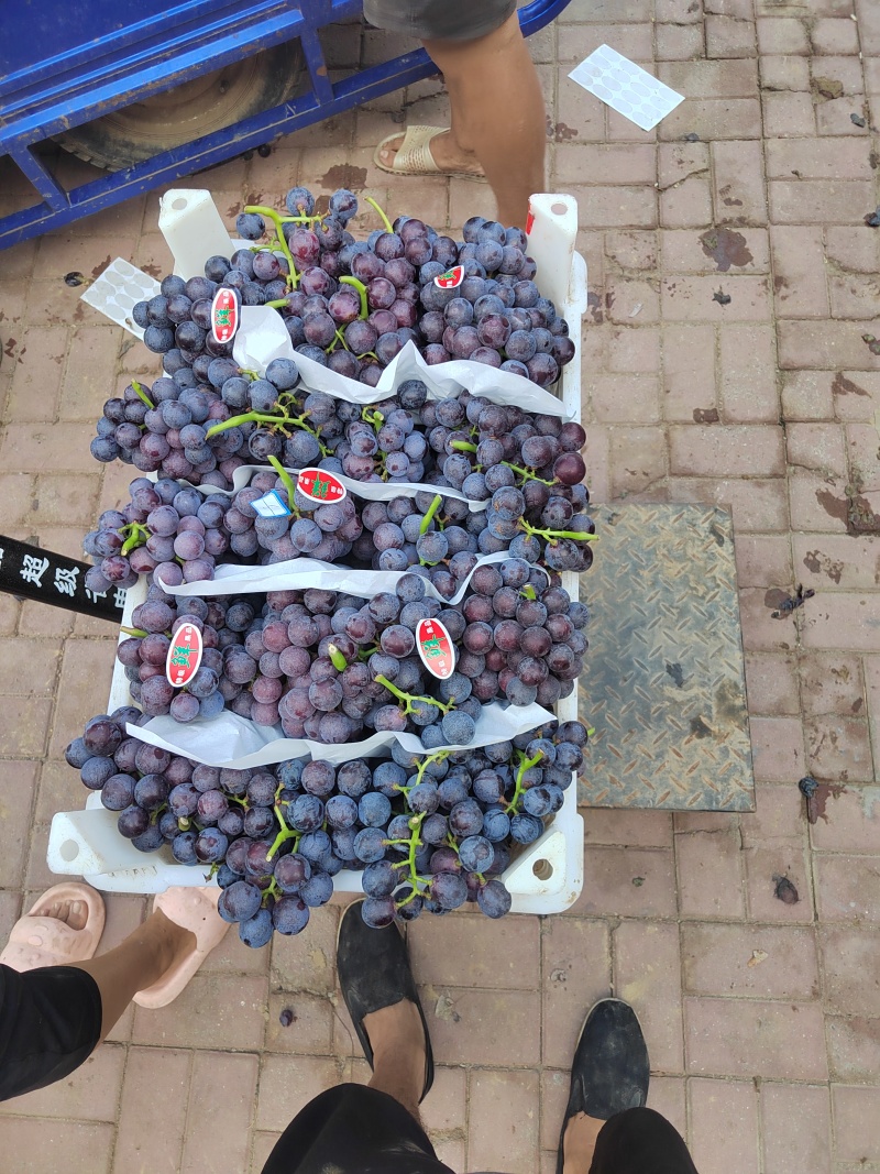 夏黑葡萄