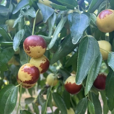 自家大荔冬枣顺丰一件代发