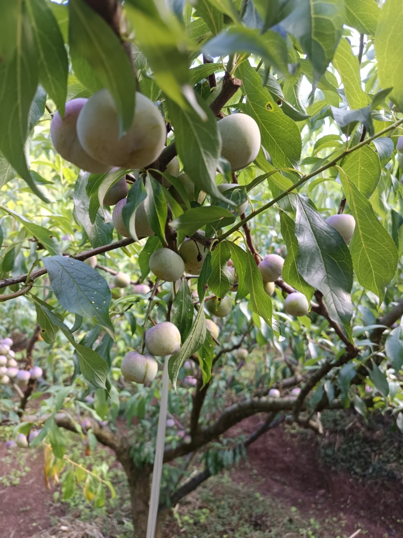 半边红李子量大货足