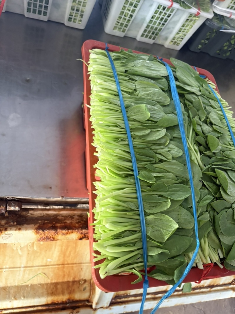 鸡毛菜大量上市基地直发批发价格