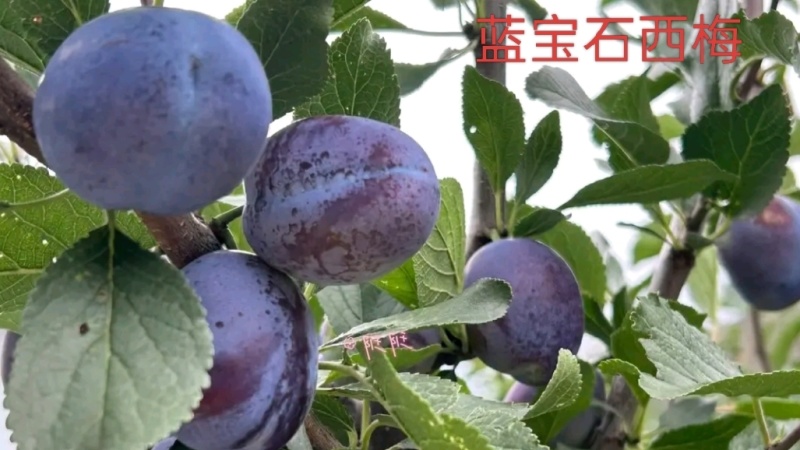 馋猫新宠：蓝宝石西梅被阳光亲吻过的梅女品质身材还会差吗？