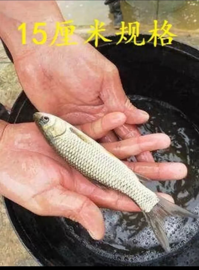 草鱼苗长期出售各类鱼苗淡水养殖云贵川送货上门诚信经营