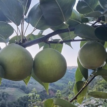 翠冠梨高山翠冠梨