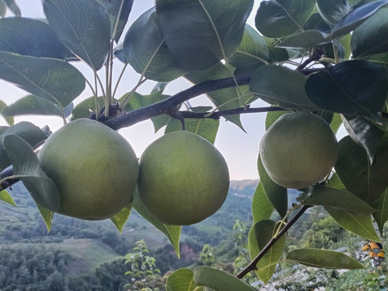 翠冠梨