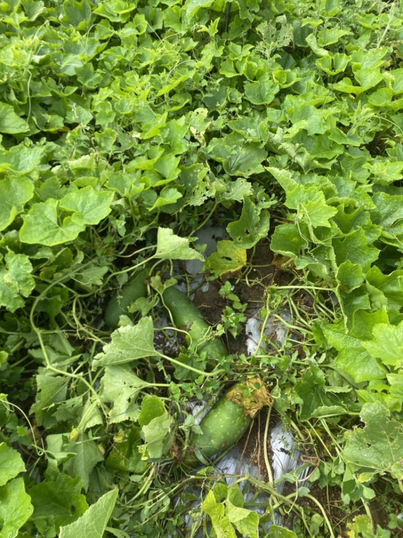 青皮节瓜