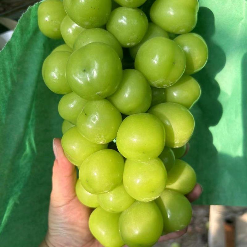 山东葡萄阳光玫瑰
