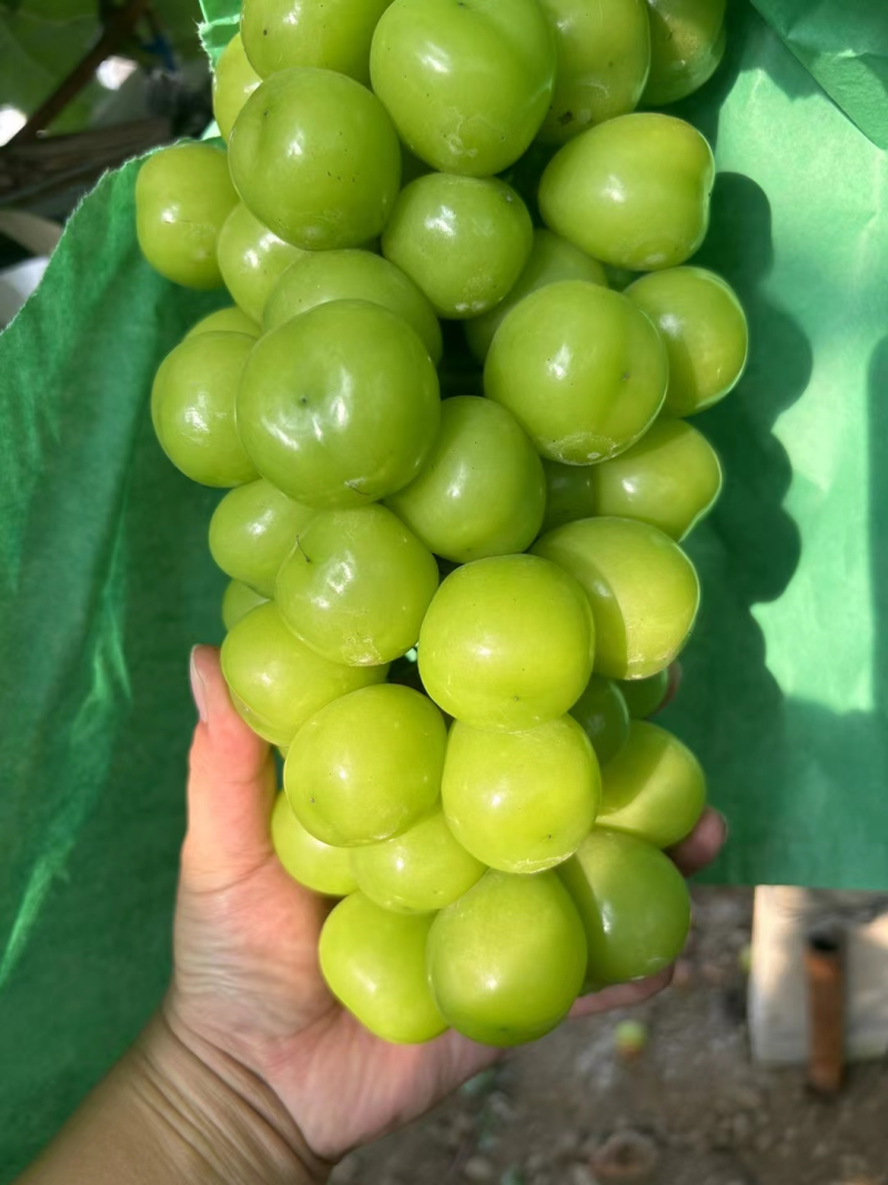 山东葡萄阳光玫瑰