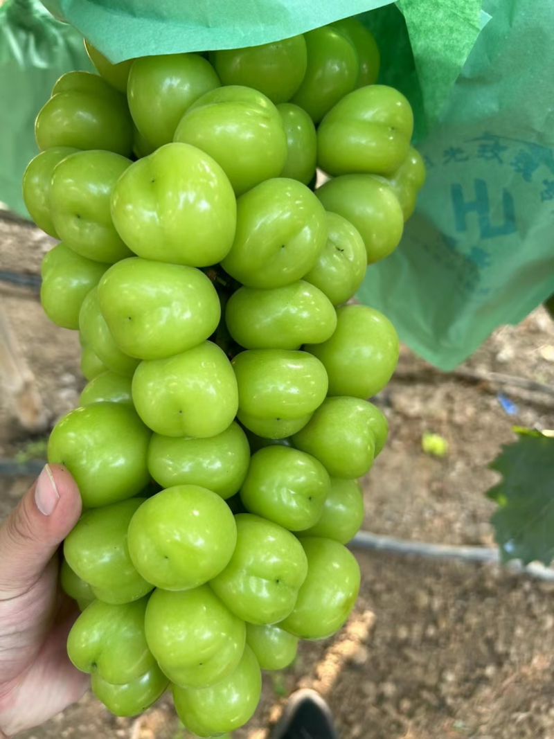 山东葡萄阳光玫瑰