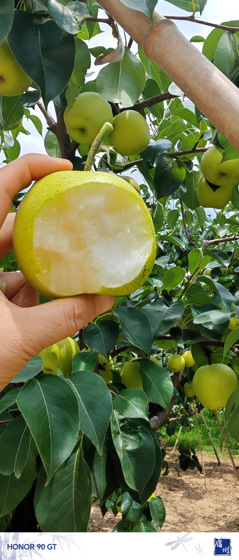 砀山皇冠梨千亩连片果园种植口感特别脆甜好吃