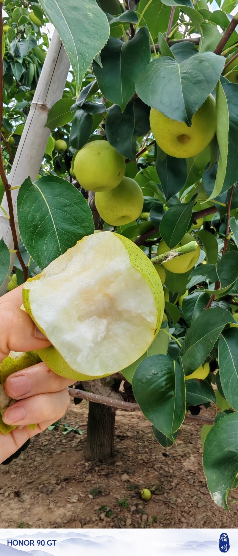 砀山皇冠梨千亩连片果园种植口感特别脆甜好吃