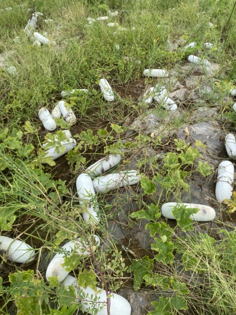 白毛瓜