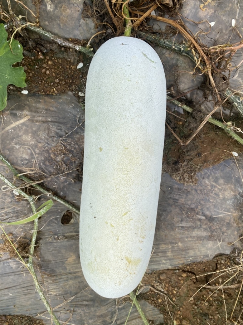 白毛瓜