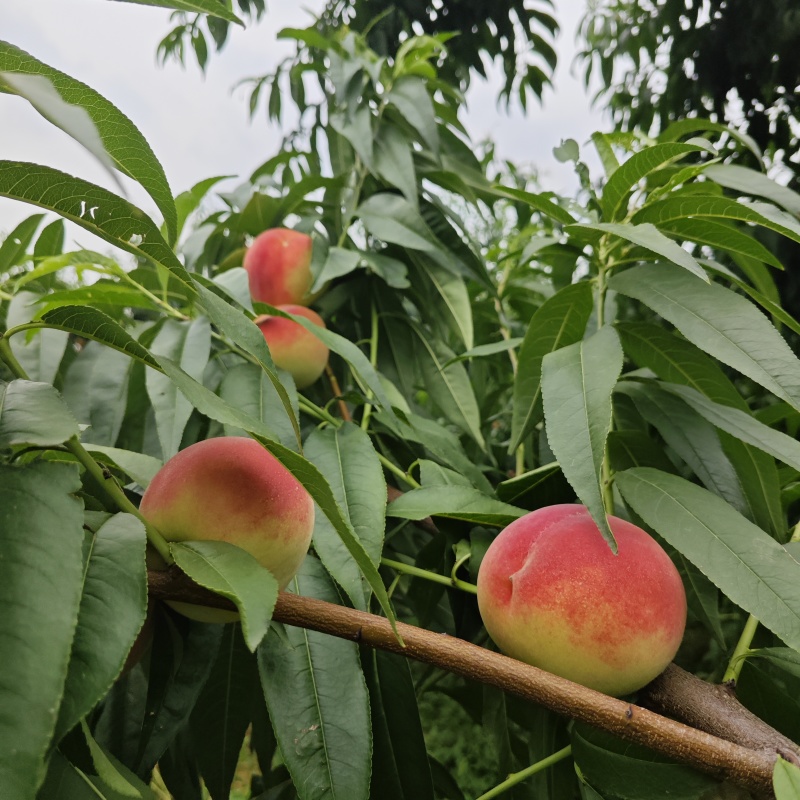 新品种白凤，中型果，三两到半斤，特别特别甜
