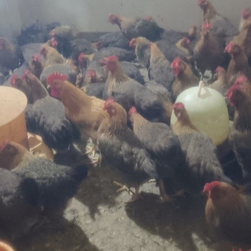 清远麻鸡正宗清远麻鸡项