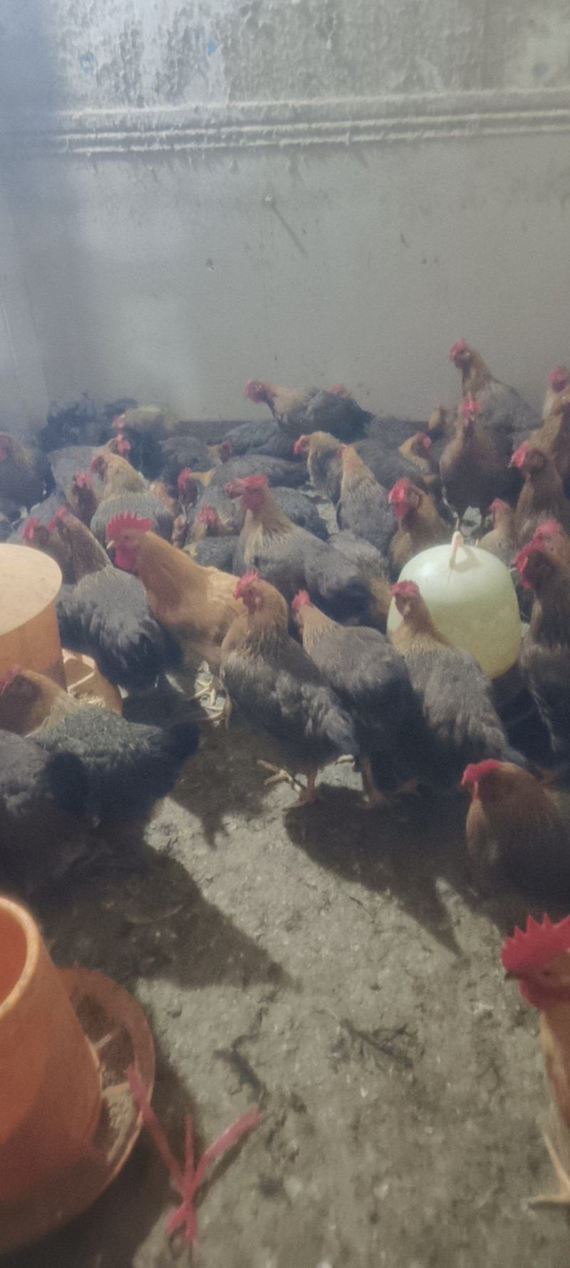 清远麻鸡正宗清远麻鸡项