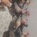 清远麻鸡正宗清远麻鸡项
