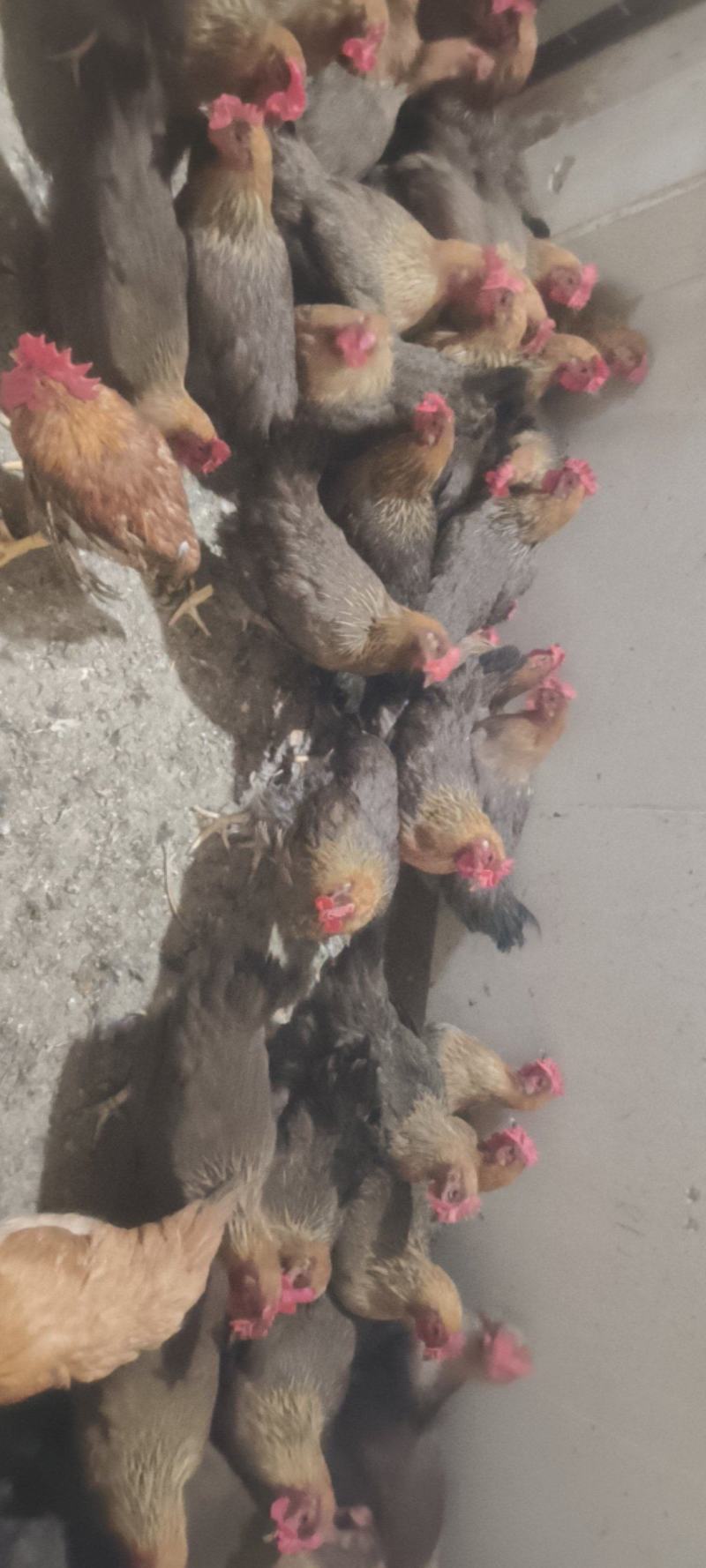 清远麻鸡正宗清远麻鸡项