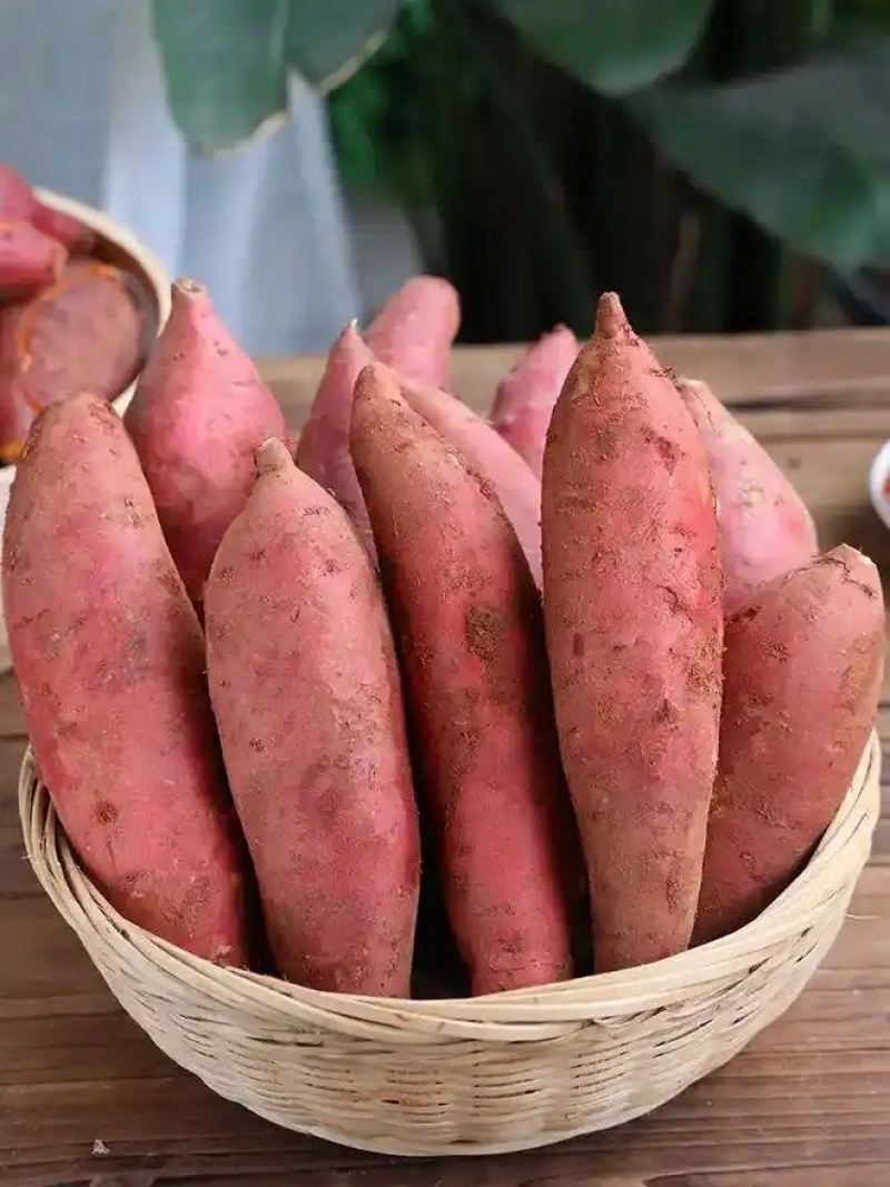 山东精品万亩龙九烟薯沙地蜜薯安丘红薯优惠口感软糯