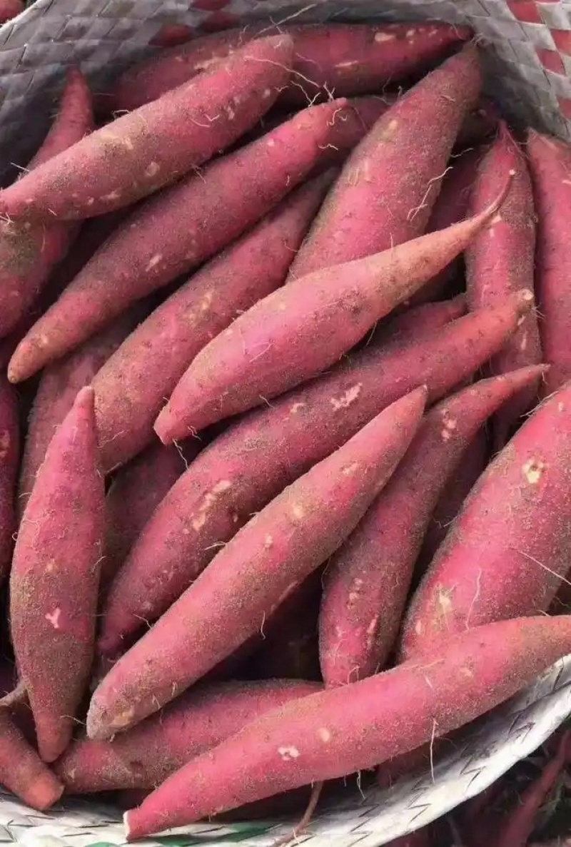 安丘精品红薯蜜薯地瓜已大量上市对接电商质量好价格美丽