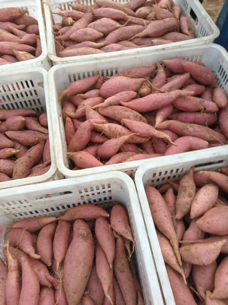 安丘精品红薯蜜薯地瓜已大量上市对接电商质量好价格美丽