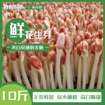 精品花生芽嫩白脆甜无农残检测证件条码各项齐全