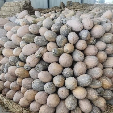 湖北精品密本南瓜蔬菜千亩基地露天种植方便采摘运输