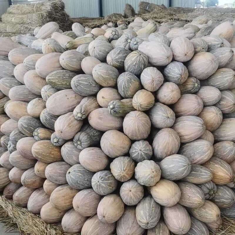 湖北精品密本南瓜蔬菜千亩基地露天种植方便采摘运输