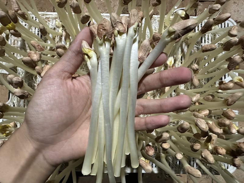 精品花生芽嫩白脆甜无农残检测证件条码各项齐全