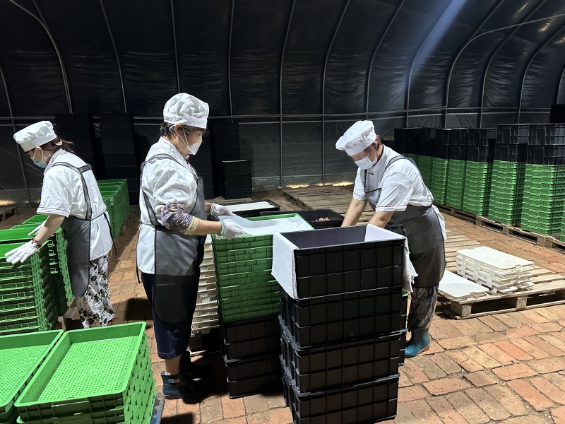 精品花生芽嫩白脆甜无农残检测证件条码各项齐全