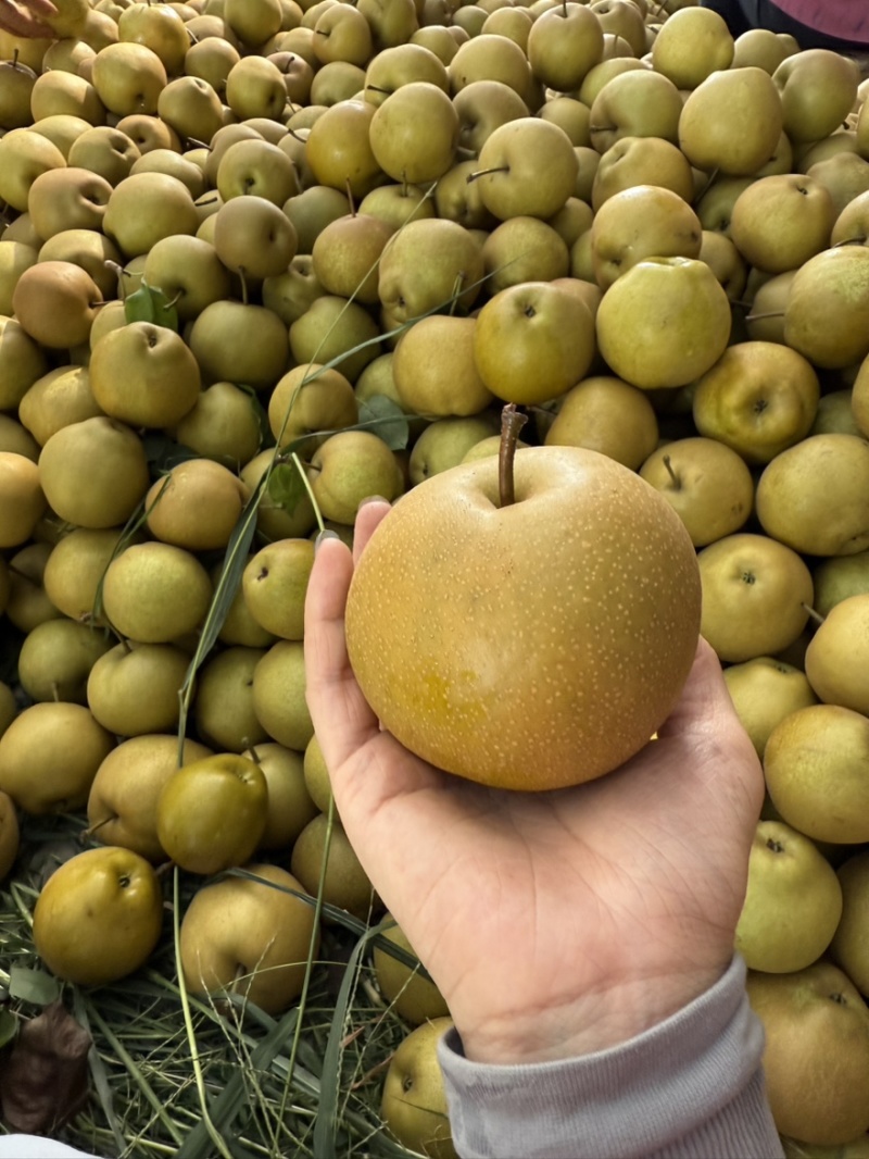 黄花梨！