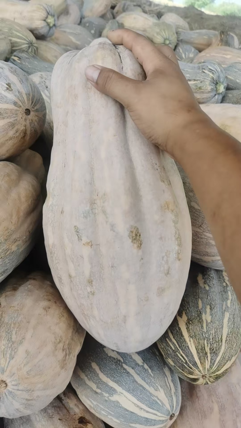 湖北精品密本南瓜蔬菜千亩基地露天种植方便采摘运输