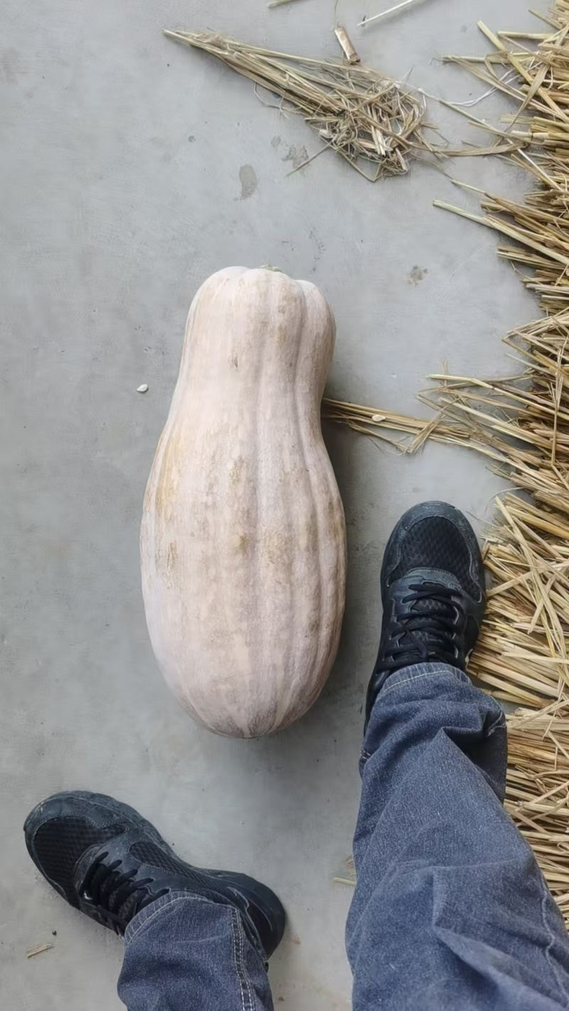 湖北精品密本南瓜蔬菜千亩基地露天种植方便采摘运输