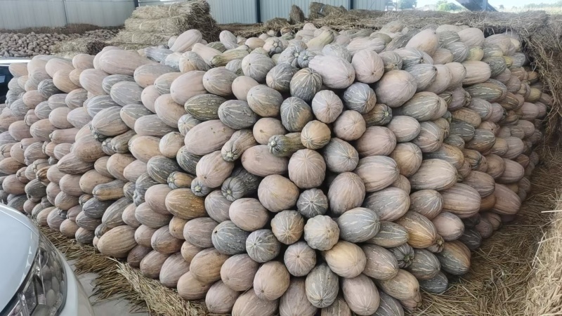 湖北精品密本南瓜蔬菜千亩基地露天种植方便采摘运输