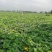 湖北精品密本南瓜蔬菜千亩基地露天种植方便采摘运输