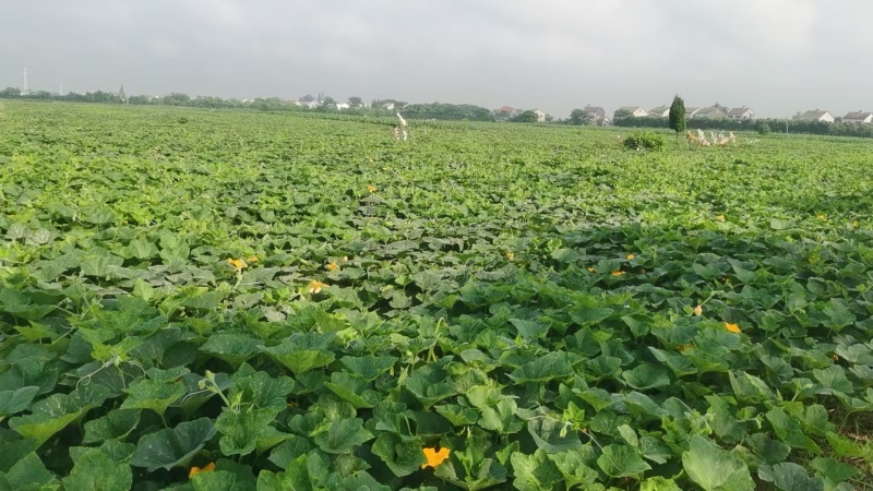 湖北精品密本南瓜蔬菜千亩基地露天种植方便采摘运输