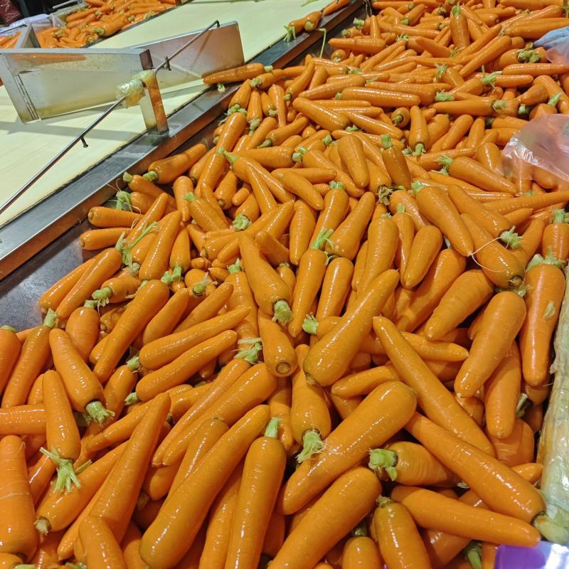 胡萝卜胡萝卜