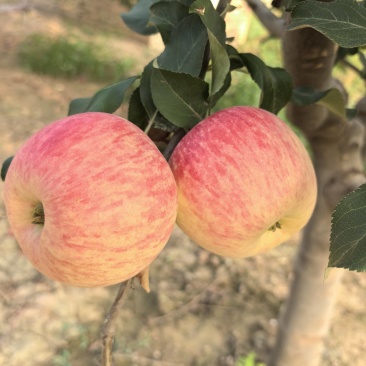 秦阳苹果