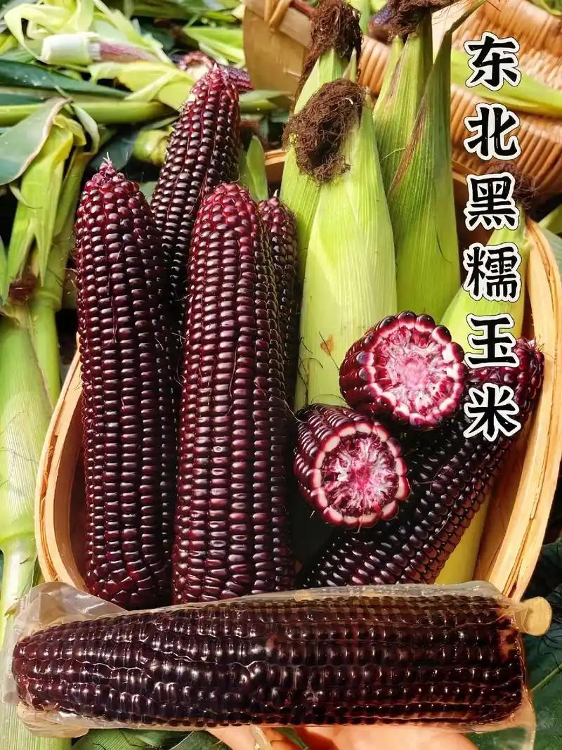 黑糯玉米