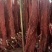 【卤味】里脊肉带筋猪里脊肉猪肉里脊麻辣口味